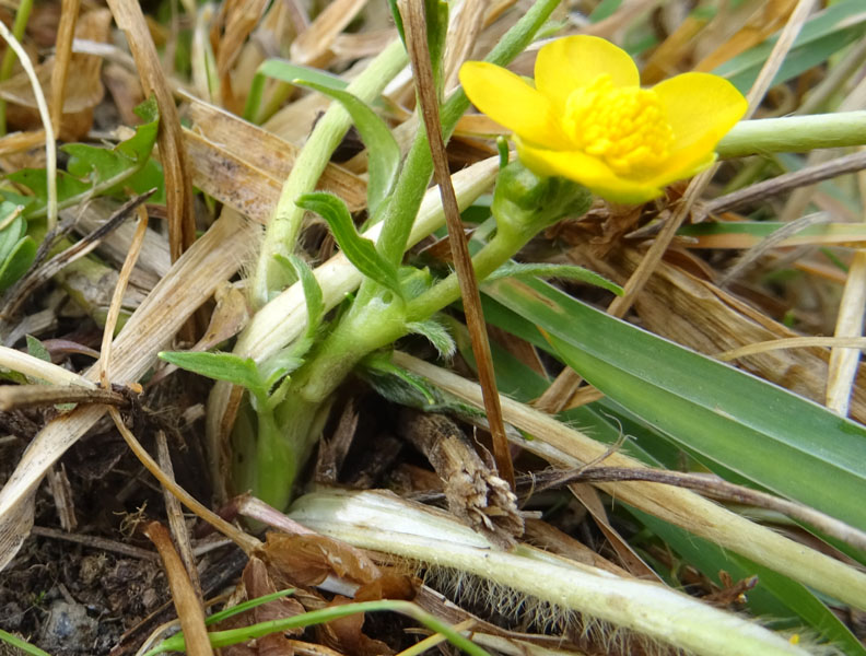 Ranunculus sp.
